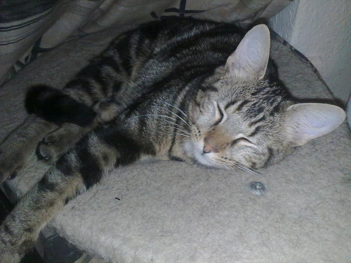 Blanding af racer Tazz billede 10