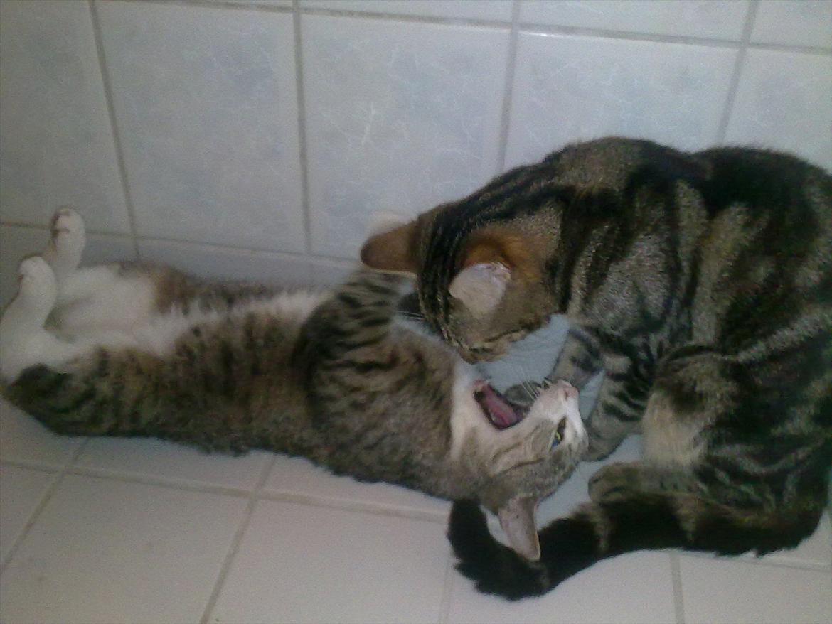 Blanding af racer Tazz billede 11