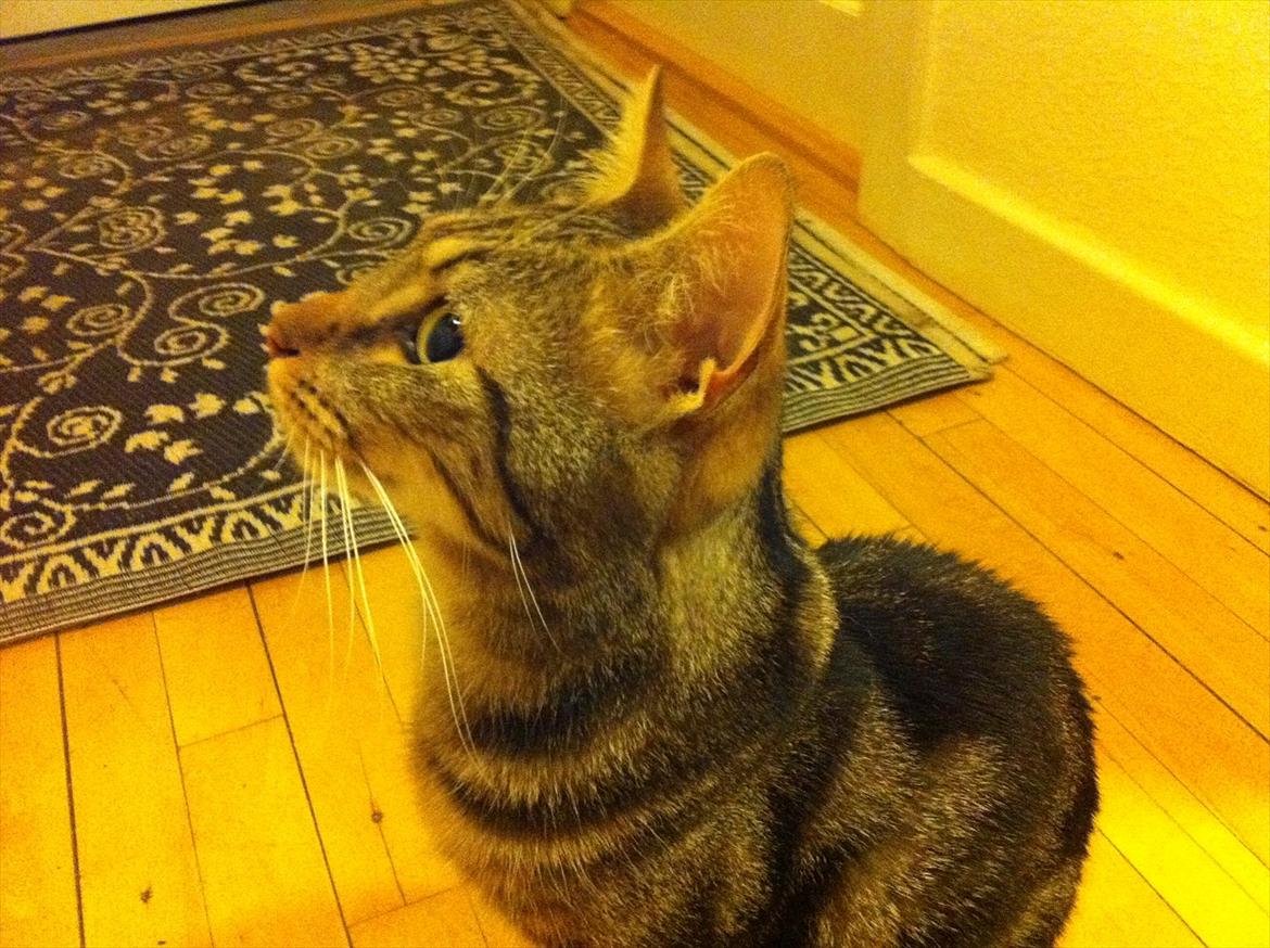 Blanding af racer Tazz billede 12