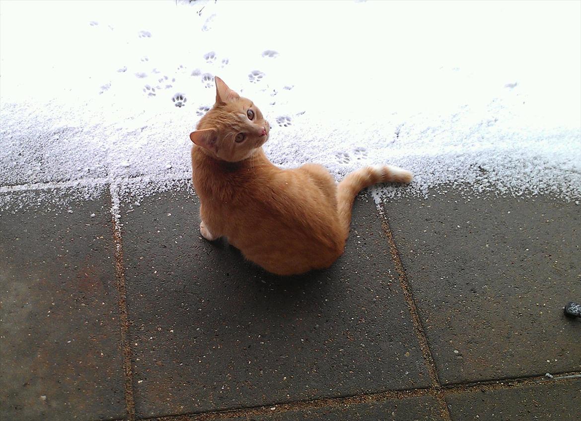 Huskat Milo - første gang i sneen :o) billede 2