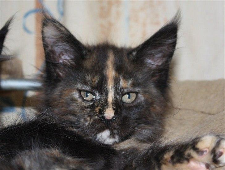 Maine Coon Tukenja'S Denise billede 10