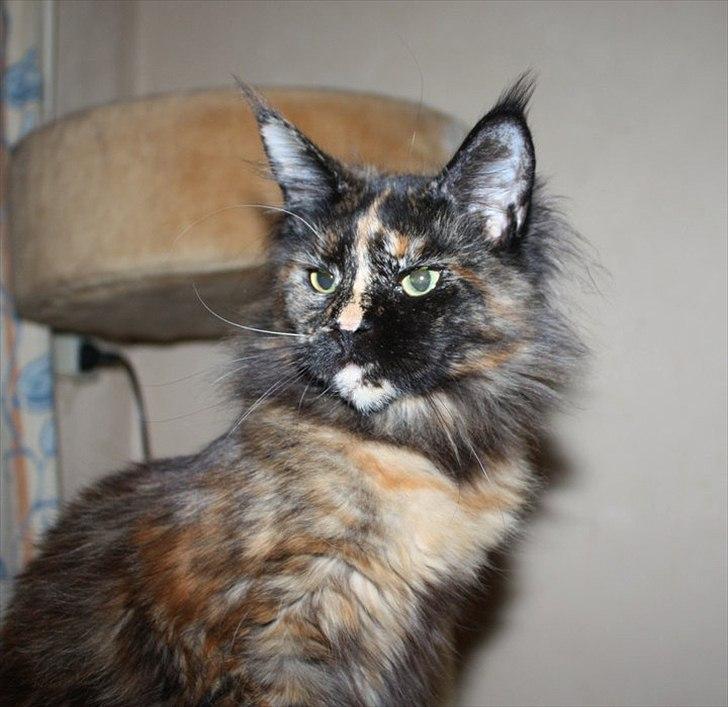 Maine Coon Tukenja'S Denise billede 11