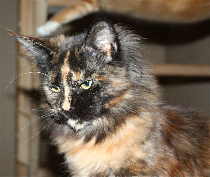 Maine Coon Tukenja'S Denise billede 9