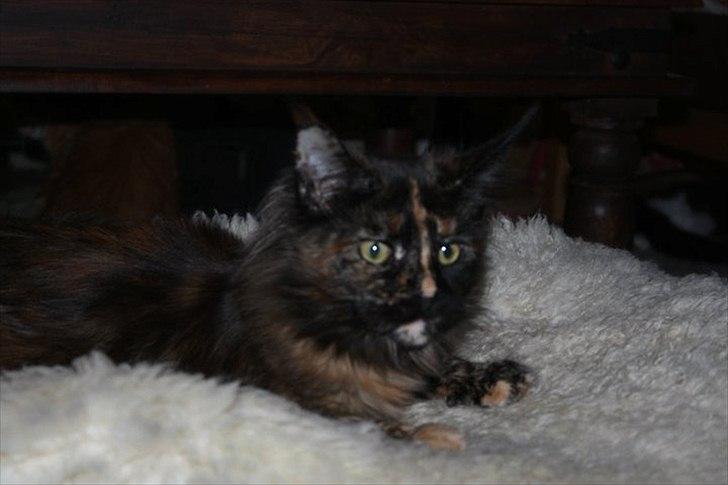 Maine Coon Tukenja'S Denise billede 14