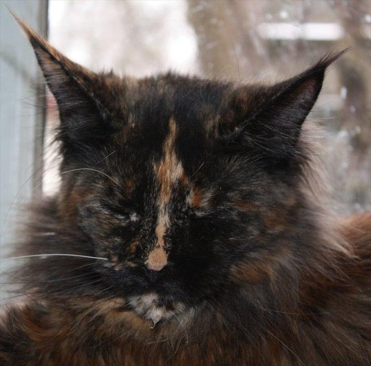 Maine Coon Tukenja'S Denise billede 8