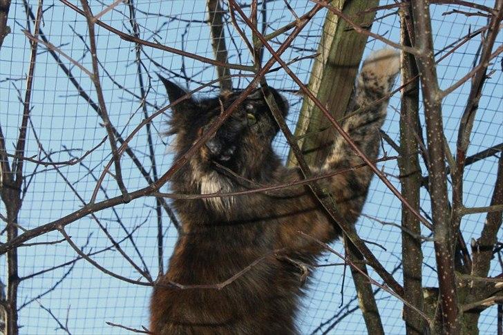 Maine Coon Tukenja'S Denise billede 2