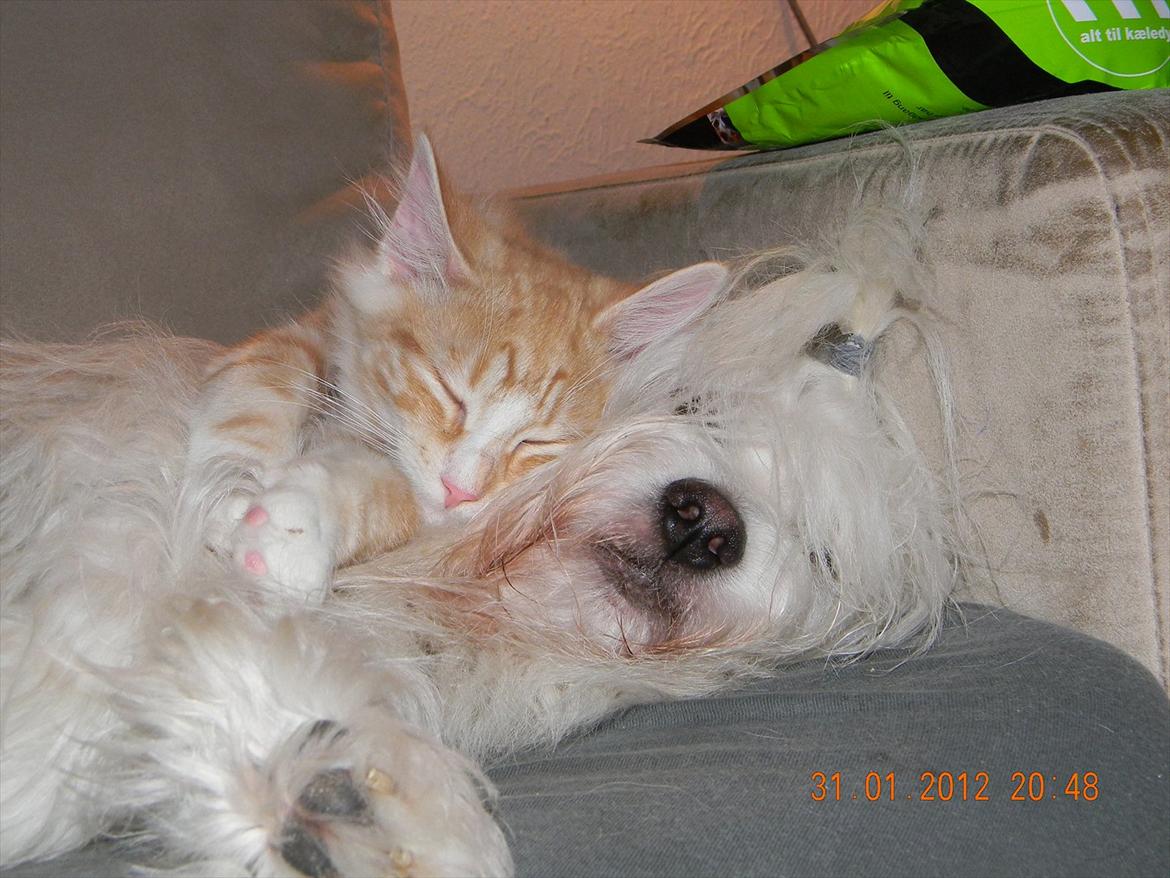 Norsk Skovkat CH Prinz Tjorven of Stellenbosch*D billede 33