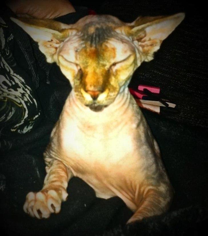 Sphynx Missy billede 13