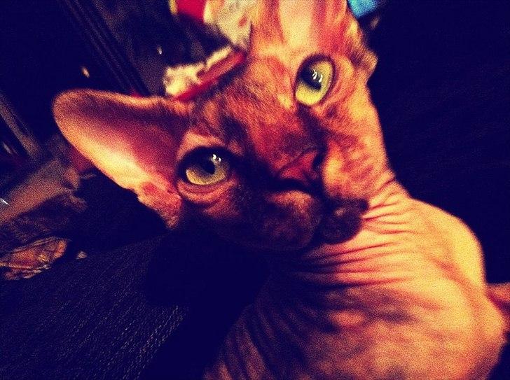 Sphynx Missy billede 14