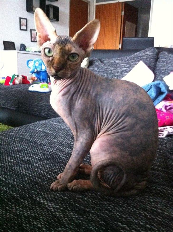 Sphynx Missy billede 1