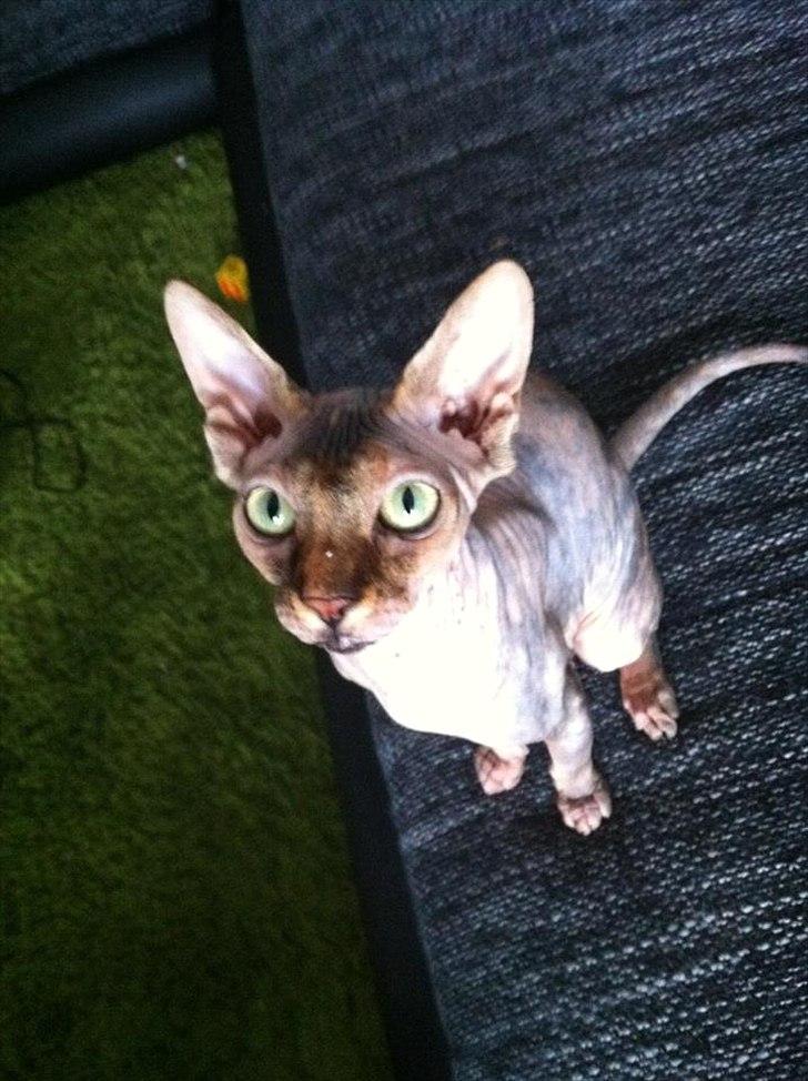 Sphynx Missy billede 15
