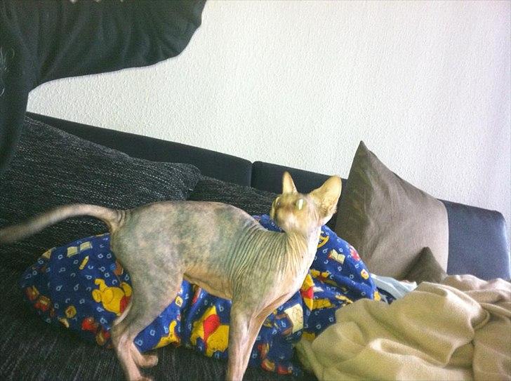 Sphynx Missy billede 16