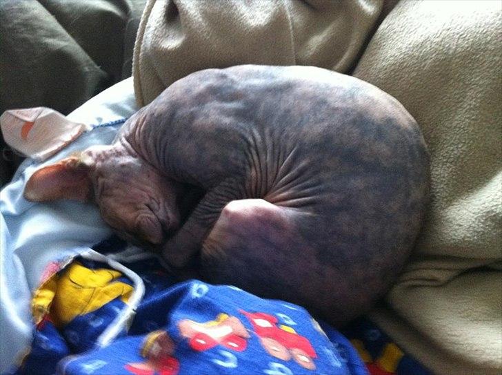 Sphynx Missy billede 17