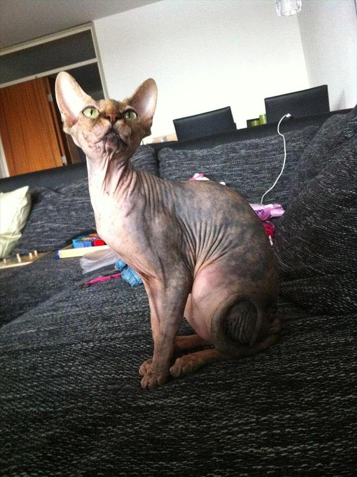Sphynx Missy billede 19