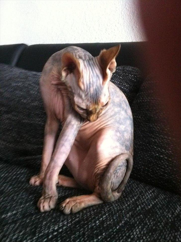 Sphynx Missy billede 20