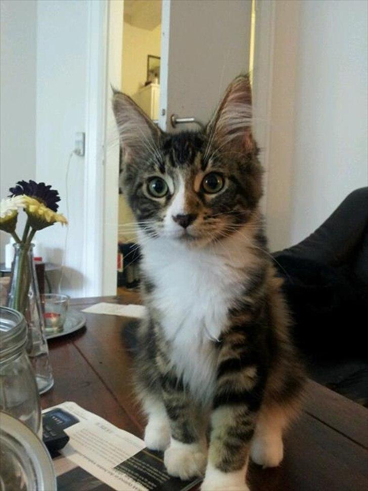 Maine Coon Liva billede 1