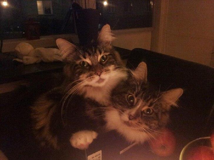 Maine Coon Liva - Liva sammen med Lucy (mor) billede 2