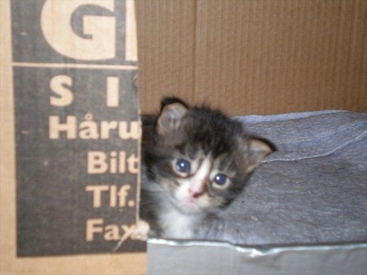 Maine Coon Liva billede 3