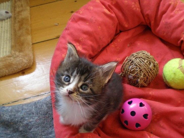 Maine Coon Liva billede 4