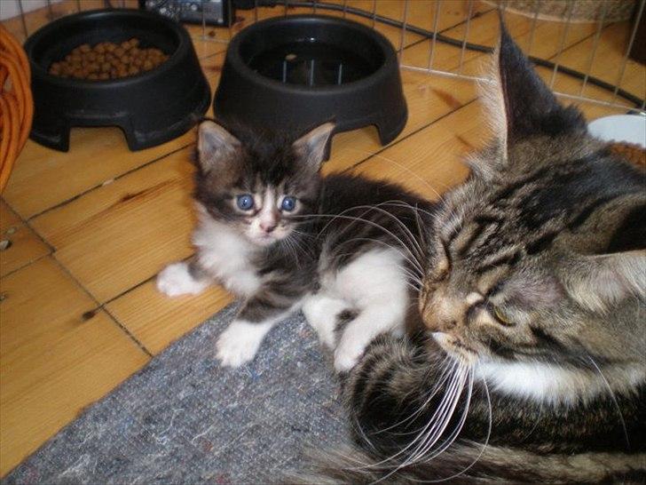 Maine Coon Liva - Liva sammen med Lucy (mor) billede 5
