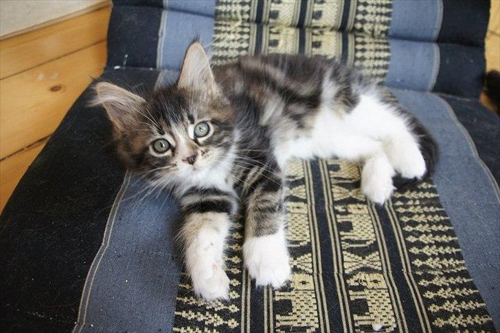 Maine Coon Liva billede 6