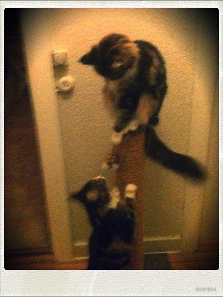 Maine Coon Lucy billede 10