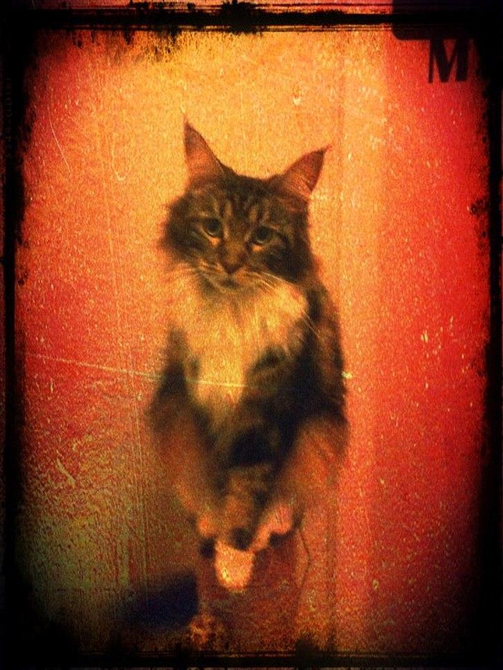 Maine Coon Lucy billede 1