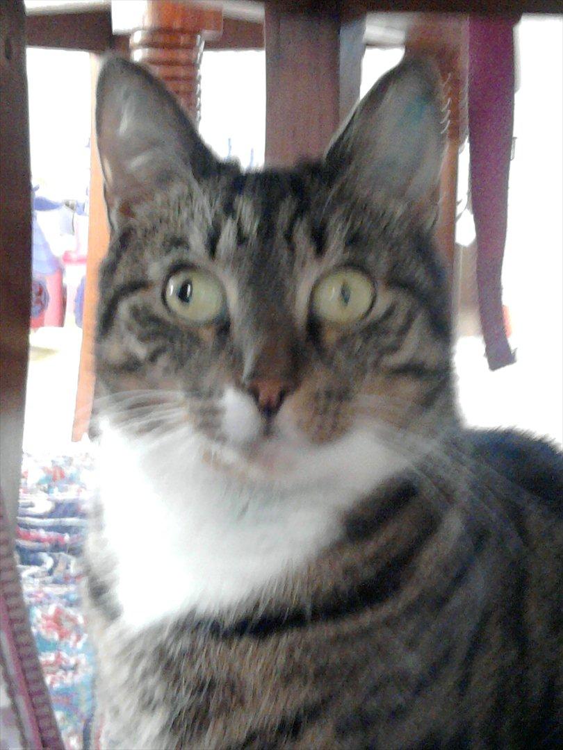 Huskat Feline (R.i.P) - NYT  billede 3