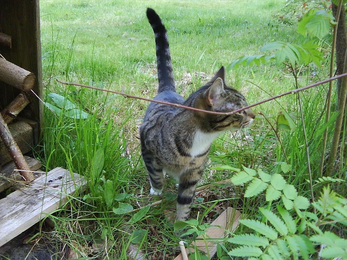 Huskat Feline (R.i.P) - NYT linder at hun er skalled ved det ene øre men hun har altså nået tyndt baby hår ved ørene billede 2