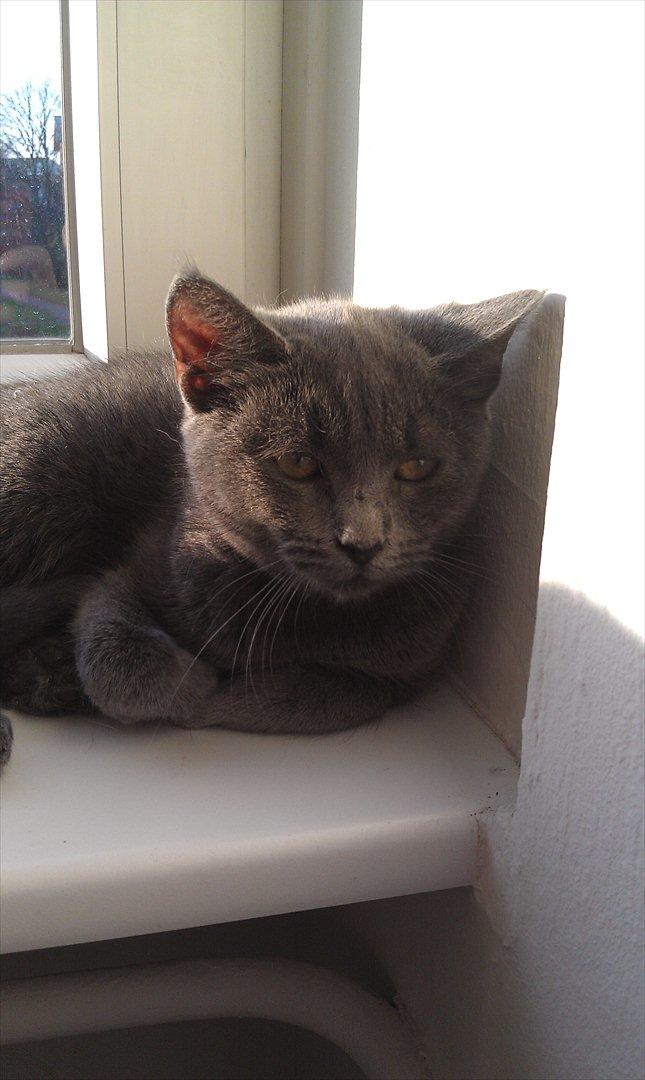 Chartreux Stella R.I.P billede 1