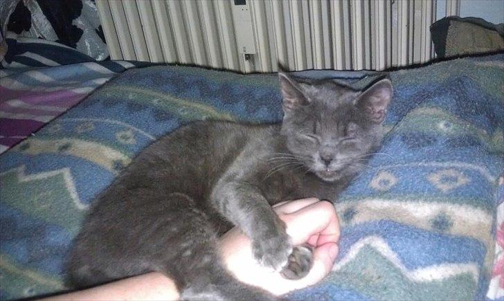 Chartreux Stella R.I.P billede 2