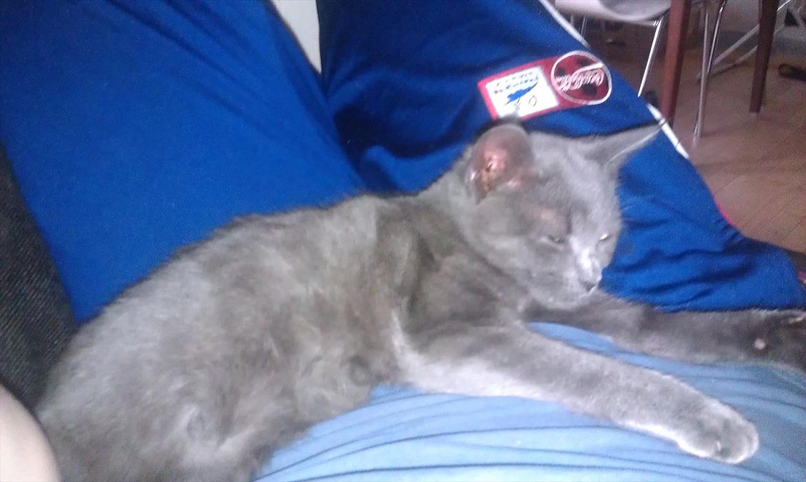 Chartreux Stella R.I.P billede 3