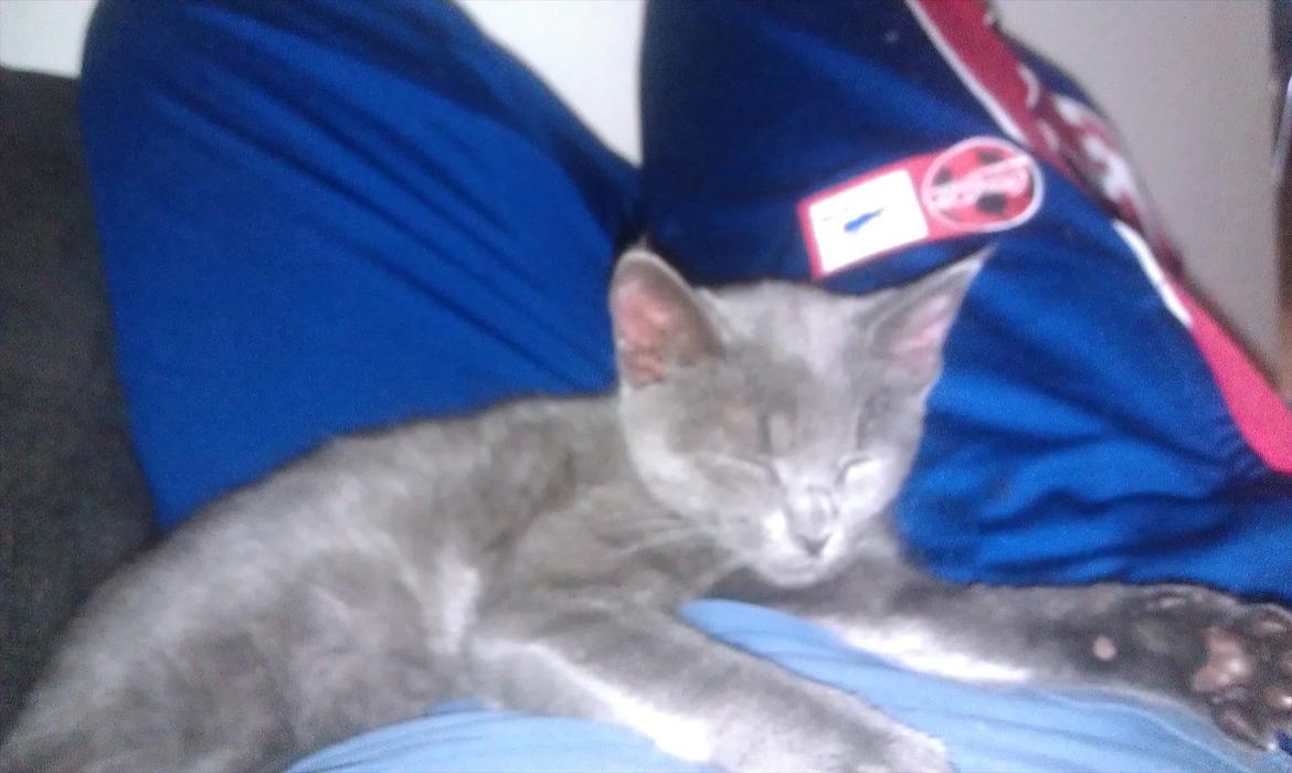 Chartreux Stella R.I.P billede 4