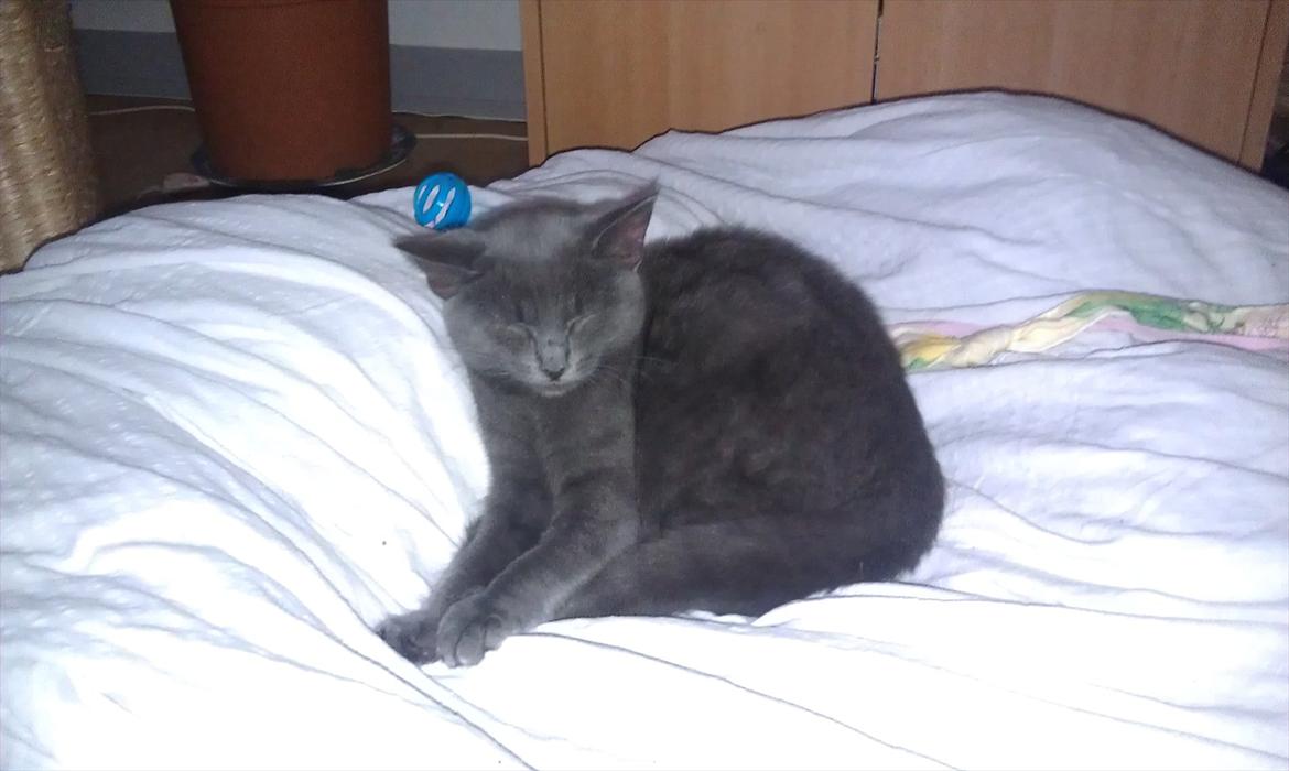 Chartreux Stella R.I.P billede 5