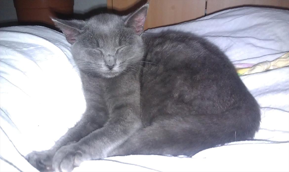 Chartreux Stella R.I.P billede 6