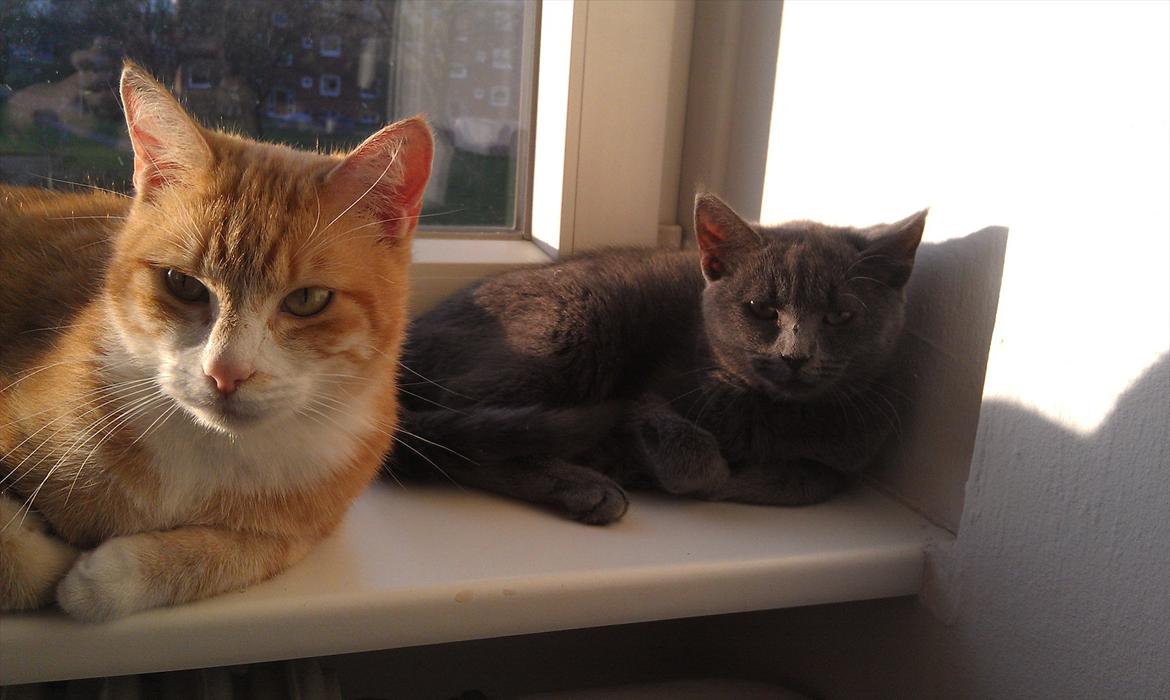 Chartreux Stella R.I.P - Nyder solen med storebror billede 7