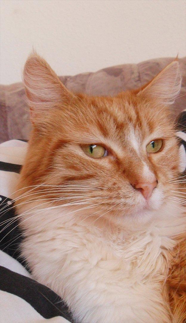 Maine Coon Cocio billede 1