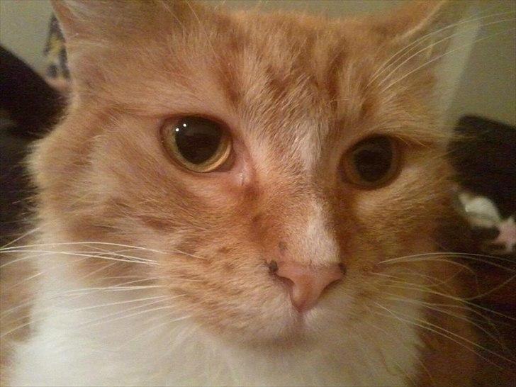 Maine Coon Cocio billede 2