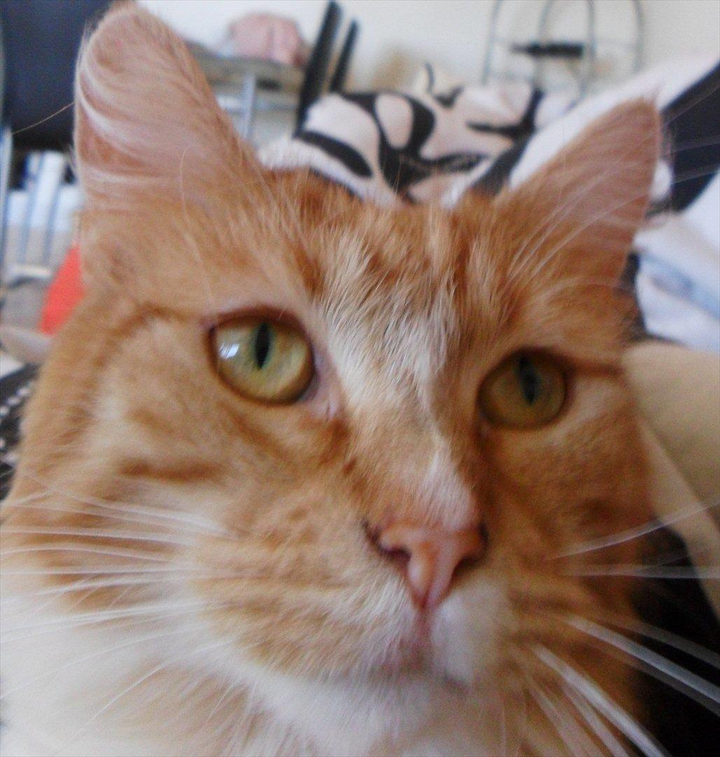 Maine Coon Cocio billede 3