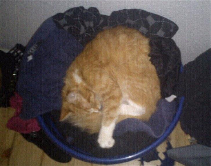 Maine Coon Cocio - Sover i vasketøjet, uuuuhm ;3 billede 4