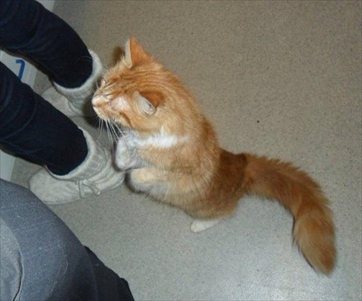 Maine Coon Cocio - Sidder fint på numsen :3 billede 5