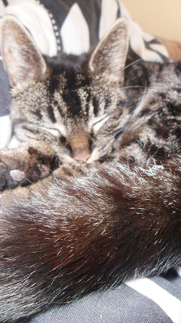 Huskat Bølle  - Putter :) billede 1