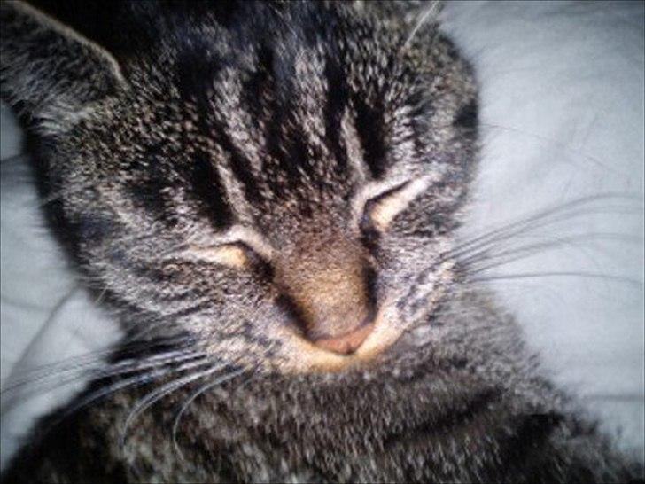 Huskat Bølle  - Uuuuhm, tilfredshed :) billede 2