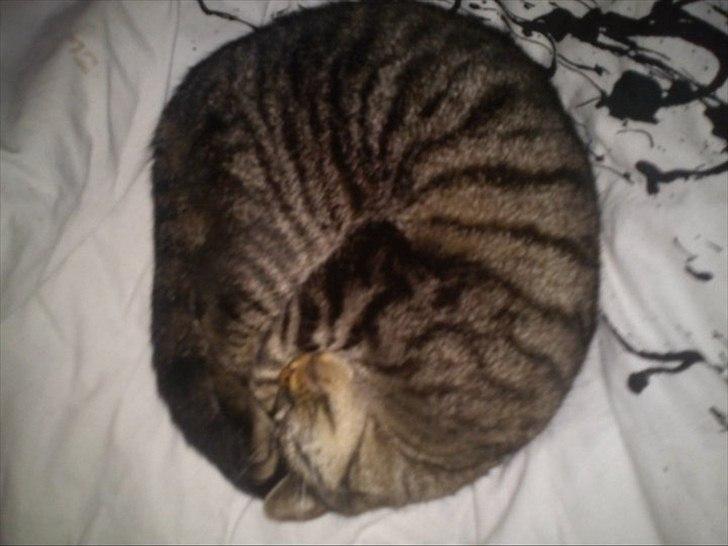 Huskat Bølle  - Næsten helt rund ! :O billede 3