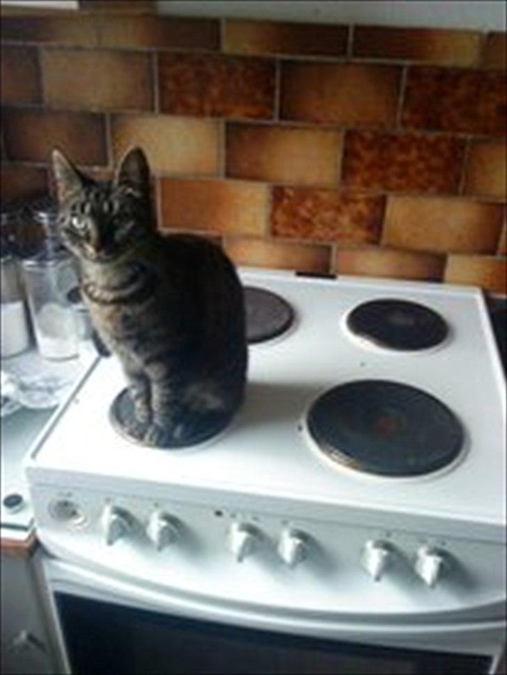 Huskat Bølle  - Ved ikke hvorfor, men en dag tog jeg hende i at sidde på komfuret?  billede 4