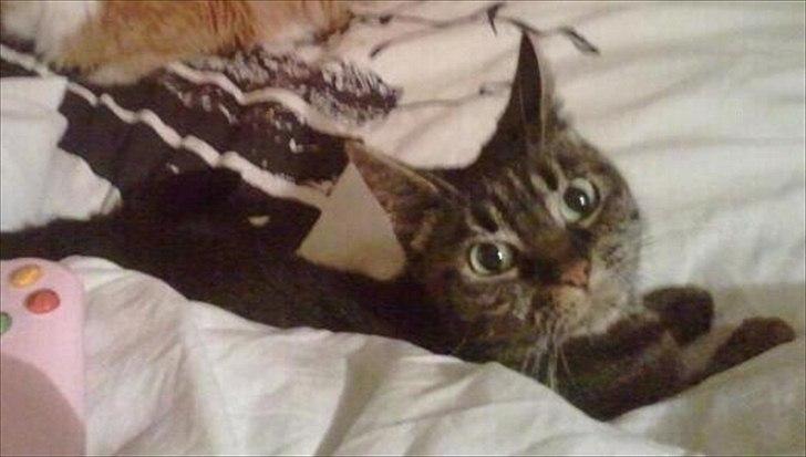 Huskat Bølle  - CHOCK ! :D billede 5