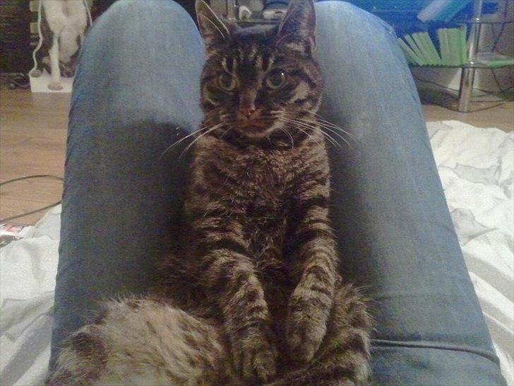 Huskat Bølle  - Sidder fint på moar :)  billede 6