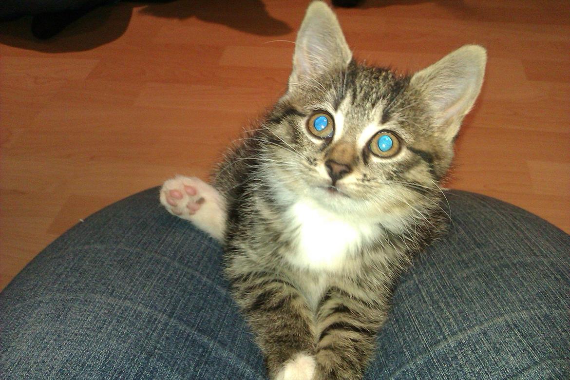 Huskat Cookie billede 1