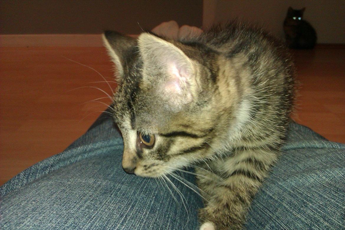 Huskat Cookie billede 2