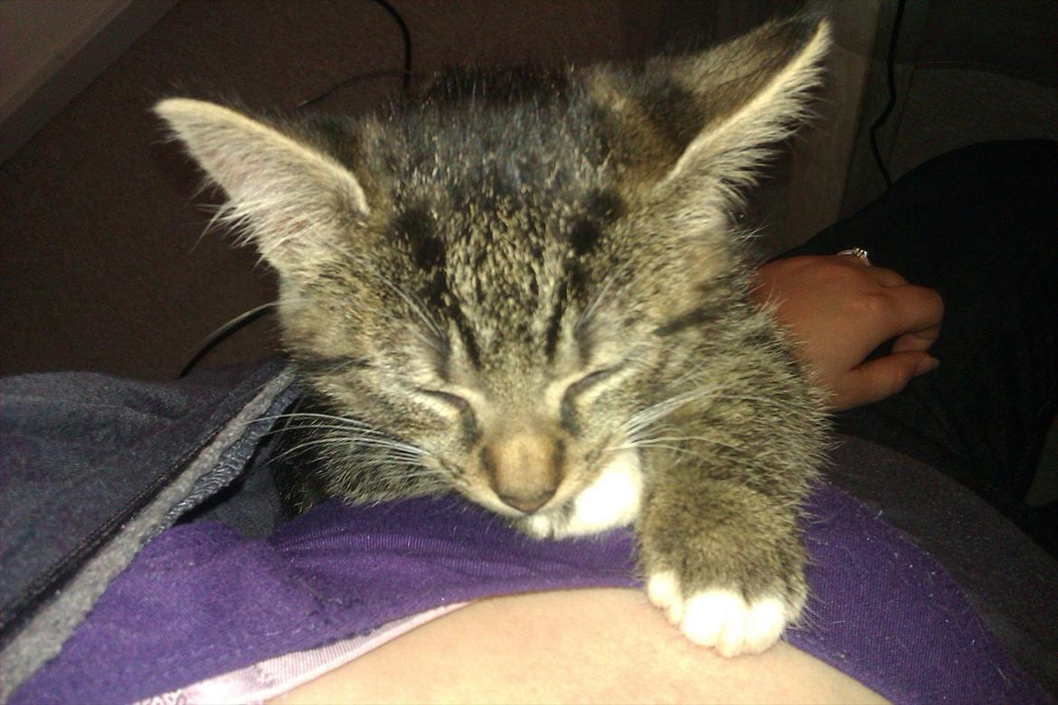 Huskat Cookie billede 3